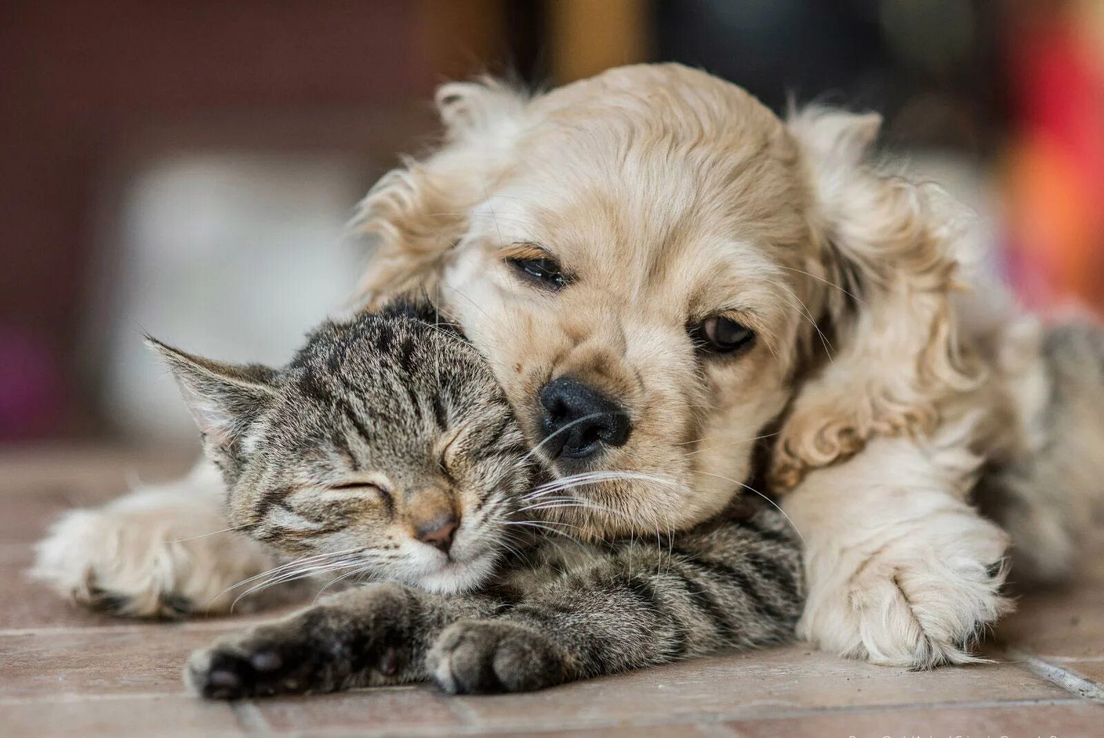 Котики собачки фото Посмотрите на самых забавных животных мира. Фотогалерея РБК Life