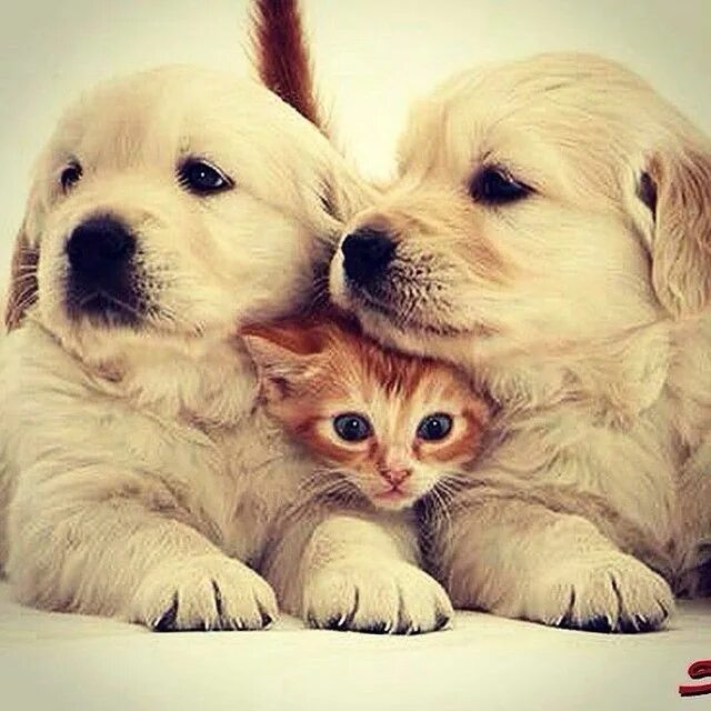 Котики собачки фото Pin on Happy Pets
