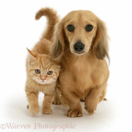 Котики собачки фото Pets: Ginger kitten with cream dapple Dachshund pup photo Cute cats and dogs, Cu