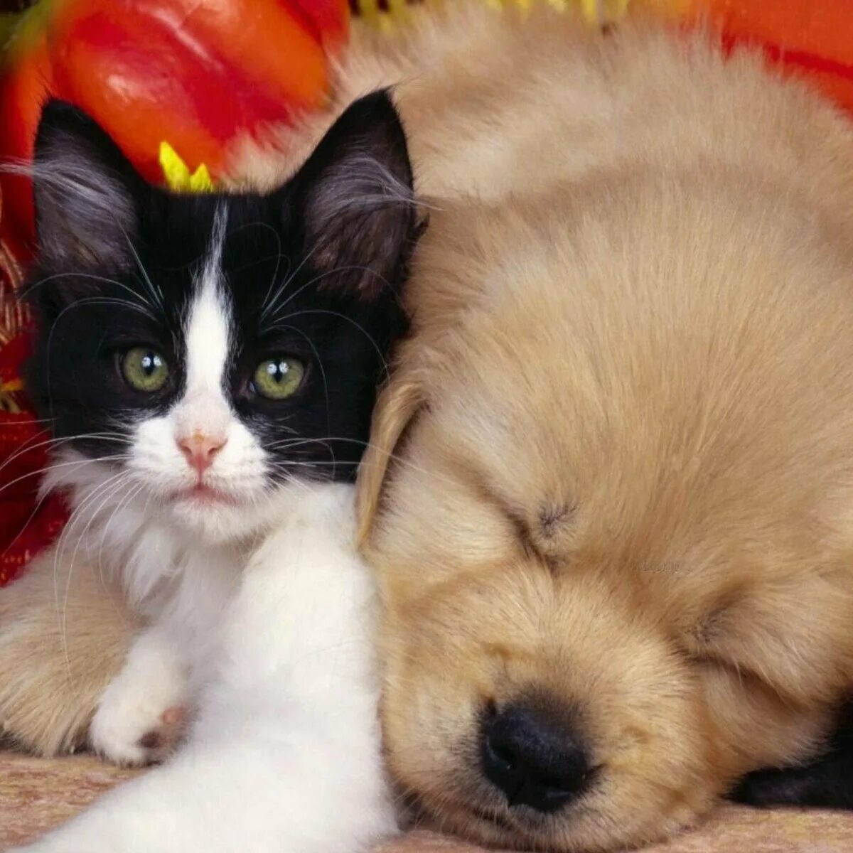 Котики собачки фото Dog vs Cat (fastai) Kaggle