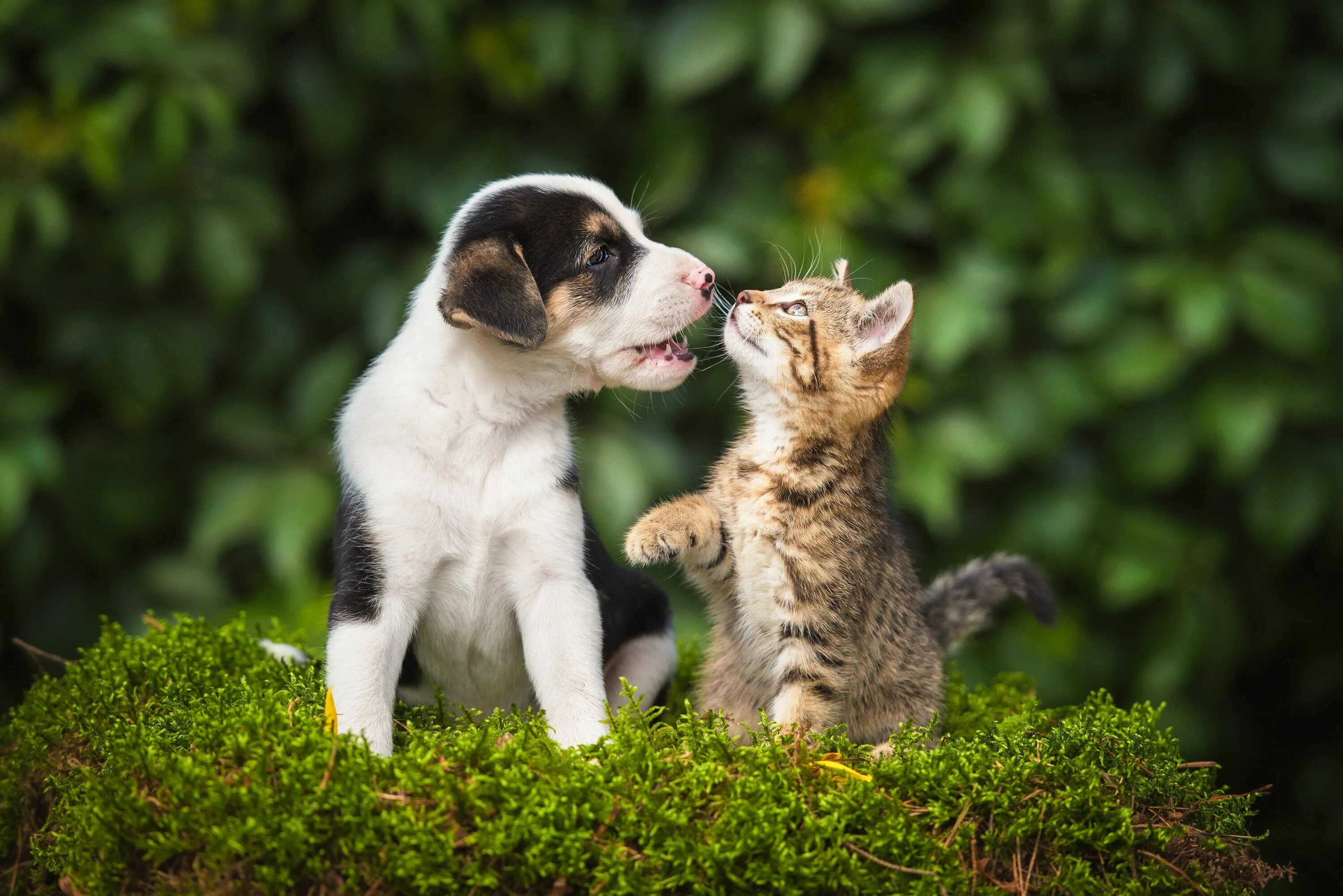 Котики собаки фото 151 Best Pet Names for Dogs, Cats and All Your Sweet Fur Babies Cute pet names, 