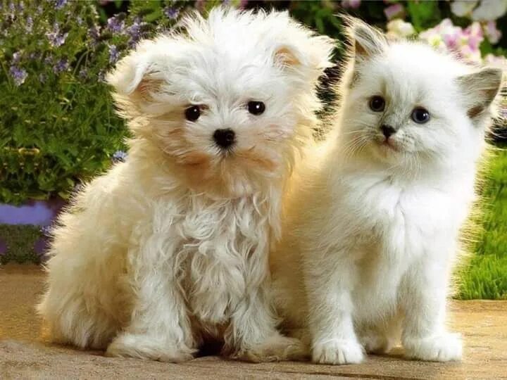 Котики собаки фото How adorable! Two peas in a pod! Cute puppies and kittens, Cute cats and dogs, B