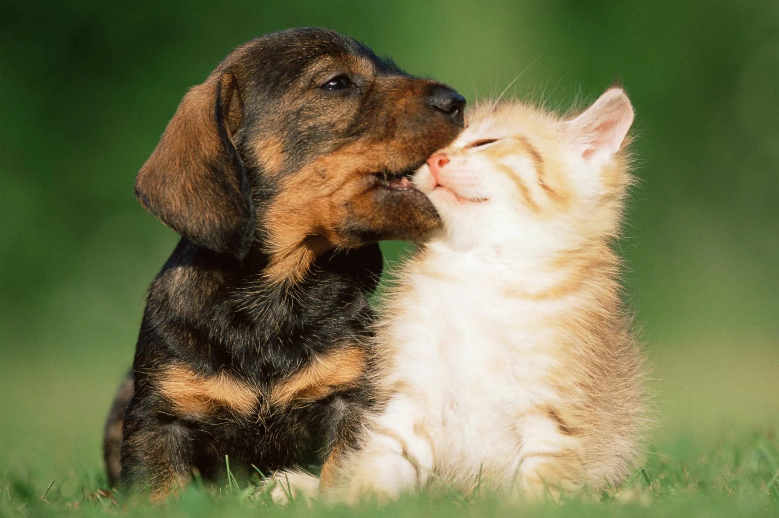 Котики собаки фото Dogs are smarter than cats, study finds - ABC News
