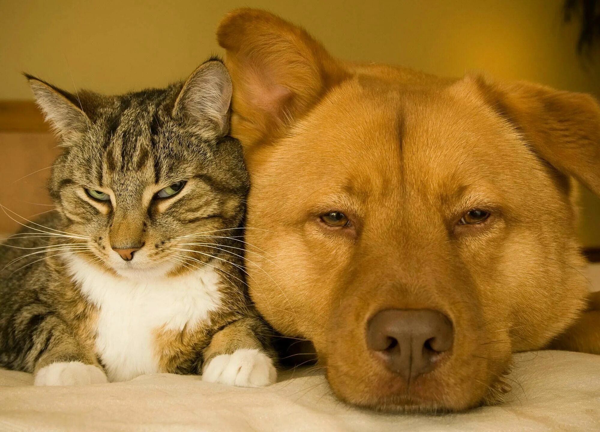 Котики собаки фото Man best friends ever (I got to take a sick day) (Best friends don't take sick d