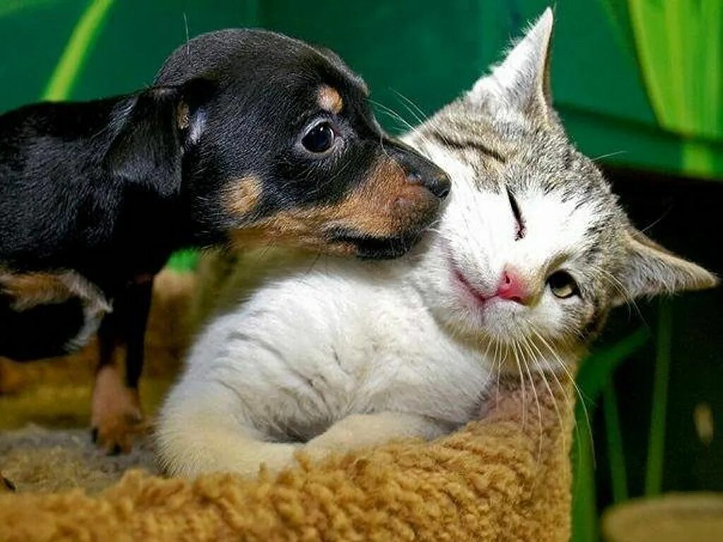 Котики собаки фото Puppy and Kitten Hund adoptieren, Baby katzen, Katzenbabys