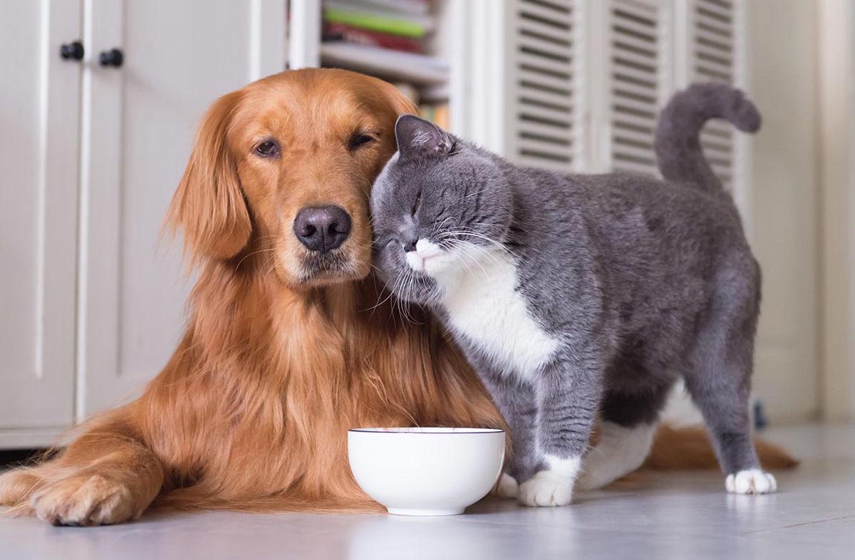 Котики собаки фото Можно ли кормить кошку разными сухими кормами, смешивать рационы?