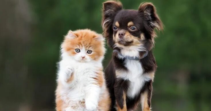 Котики собаки фото She asks her dog to bring the cat home, the video has been watched millions of t