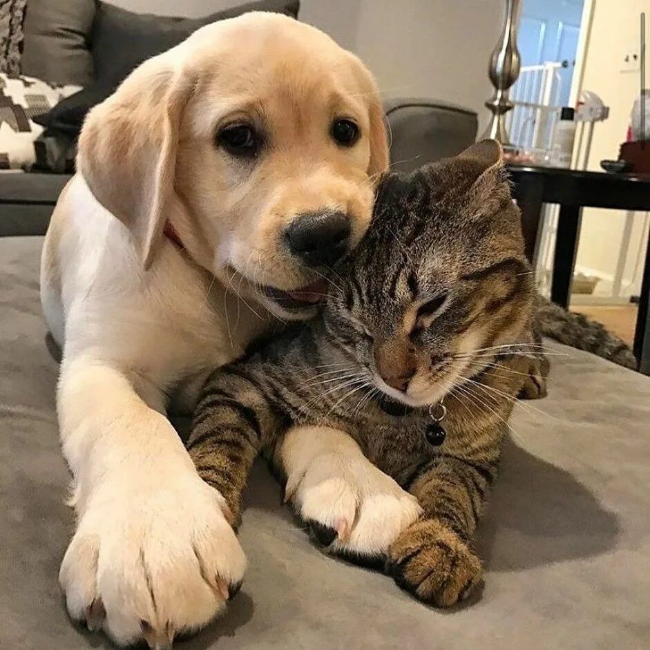 Котики собаки фото Pin on Dog Interactions Cute cats and dogs, Dog cat, Cute dogs