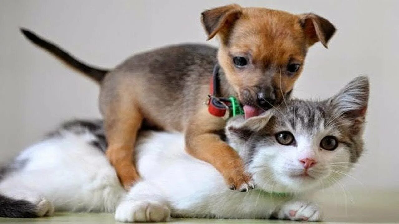 Котики собаки фото These funny animals are cats and dogs 2022 #41 - YouTube