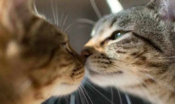 Котики целуются фото Что будет, если кошка и её котёнок снова встретятся несколько лет спустя. Вспомн
