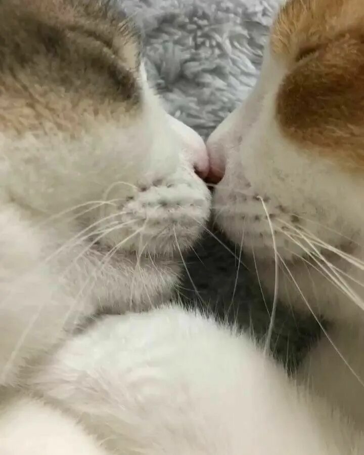 Котики целуются фото Пин на доске mis imagenes Милые котики, Очаровательные котята, Котята