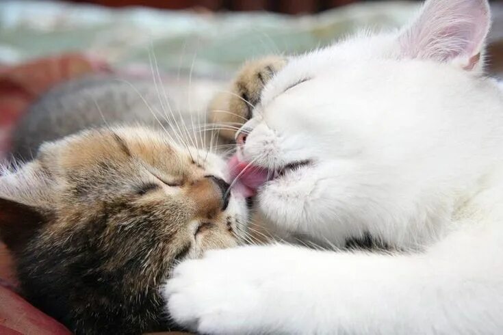Котики целуются фото Pin by Павел Шнитов on Кошки Cute cats, Cute animal videos, Cute animals with fu