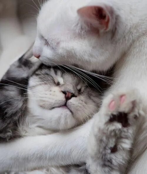 Котики целуются фото cuddle buddies Cute cats, Pretty cats, Cat love