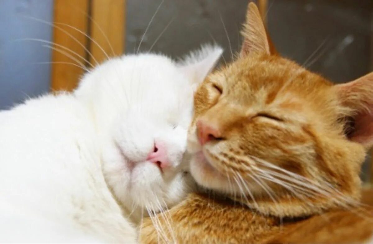 Котики целуются фото Pin by ju on cute Cat cuddle, Cats and kittens, Cute animals