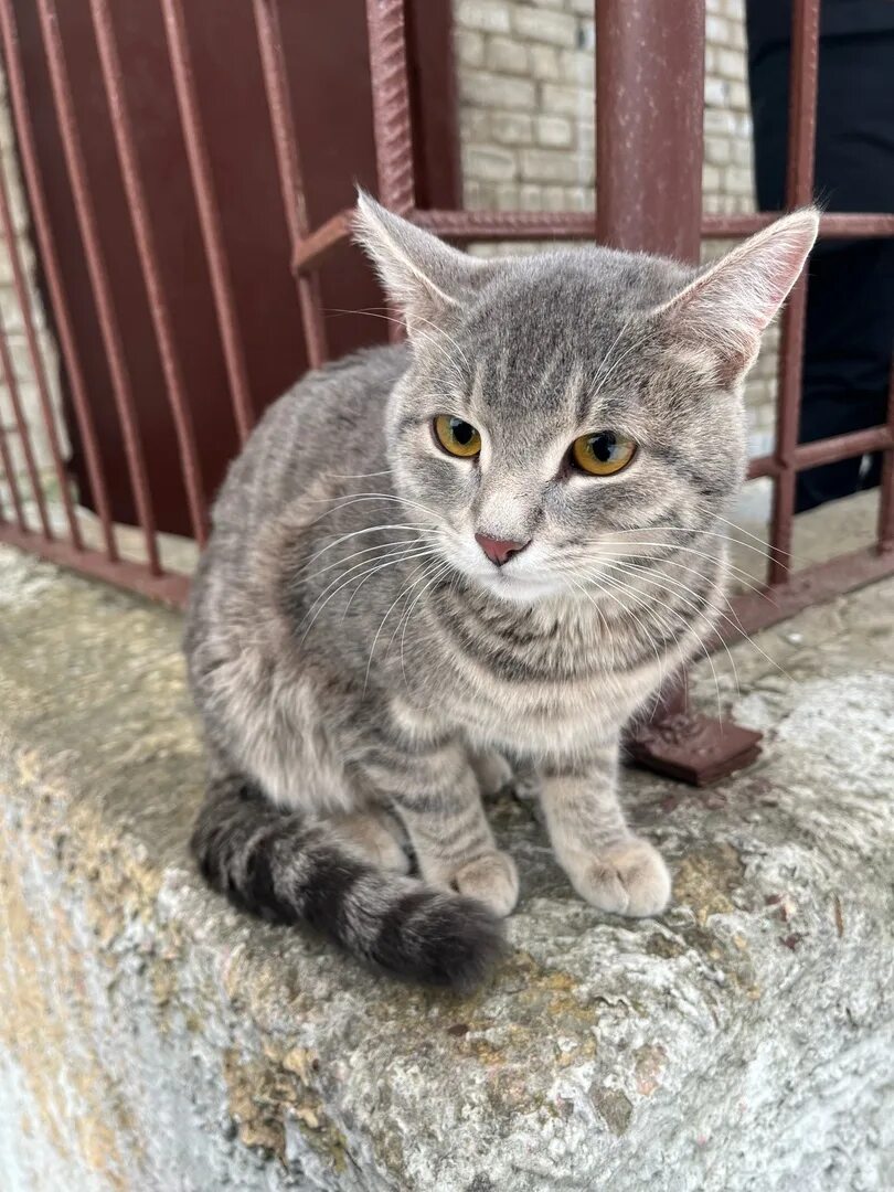 Котики ул свердлова 4 7 фото Found a cat, street Dzerzhinsky 5 (school No10) Write to me in L.A. 2023 ВКоролё