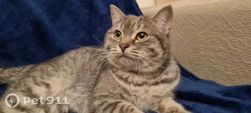 Котики ул свердлова 4 7 фото Найден котик, ул. Краснококшайская, 127 Pet911.ru