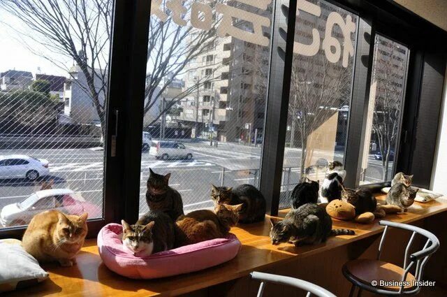 Котики ул свердлова 4 7 фото Cats Cat Café Nekokaigi, Kyoto, Japan Cat cafe, Cats, Japanese cat
