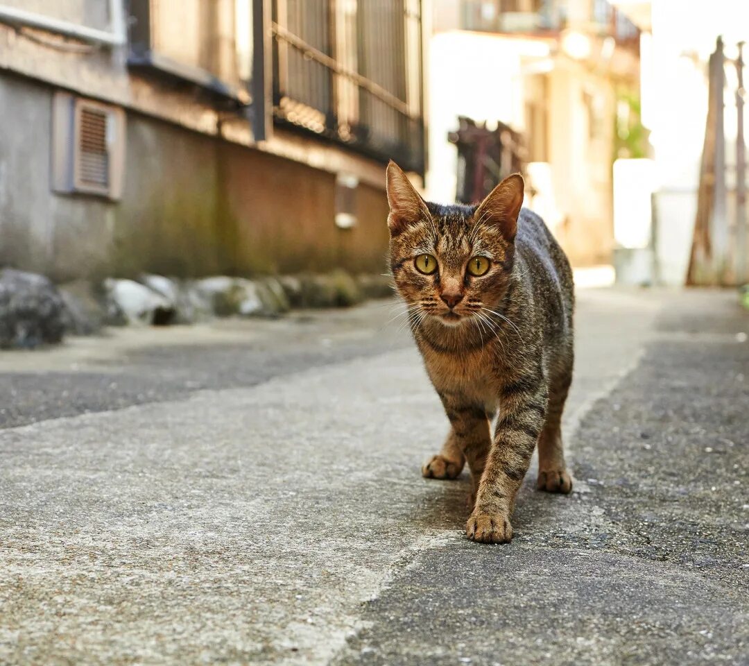 Котики ул свердлова 4 7 фото Скачать обои дорога, кошка, кот, взгляд, город, серый, улица, дома, раздел кошки