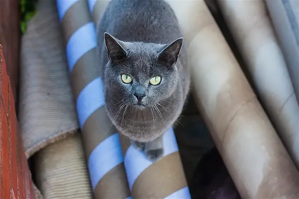 Котики ул свердлова 4 7 фото Street Cat Mike Kniec Flickr