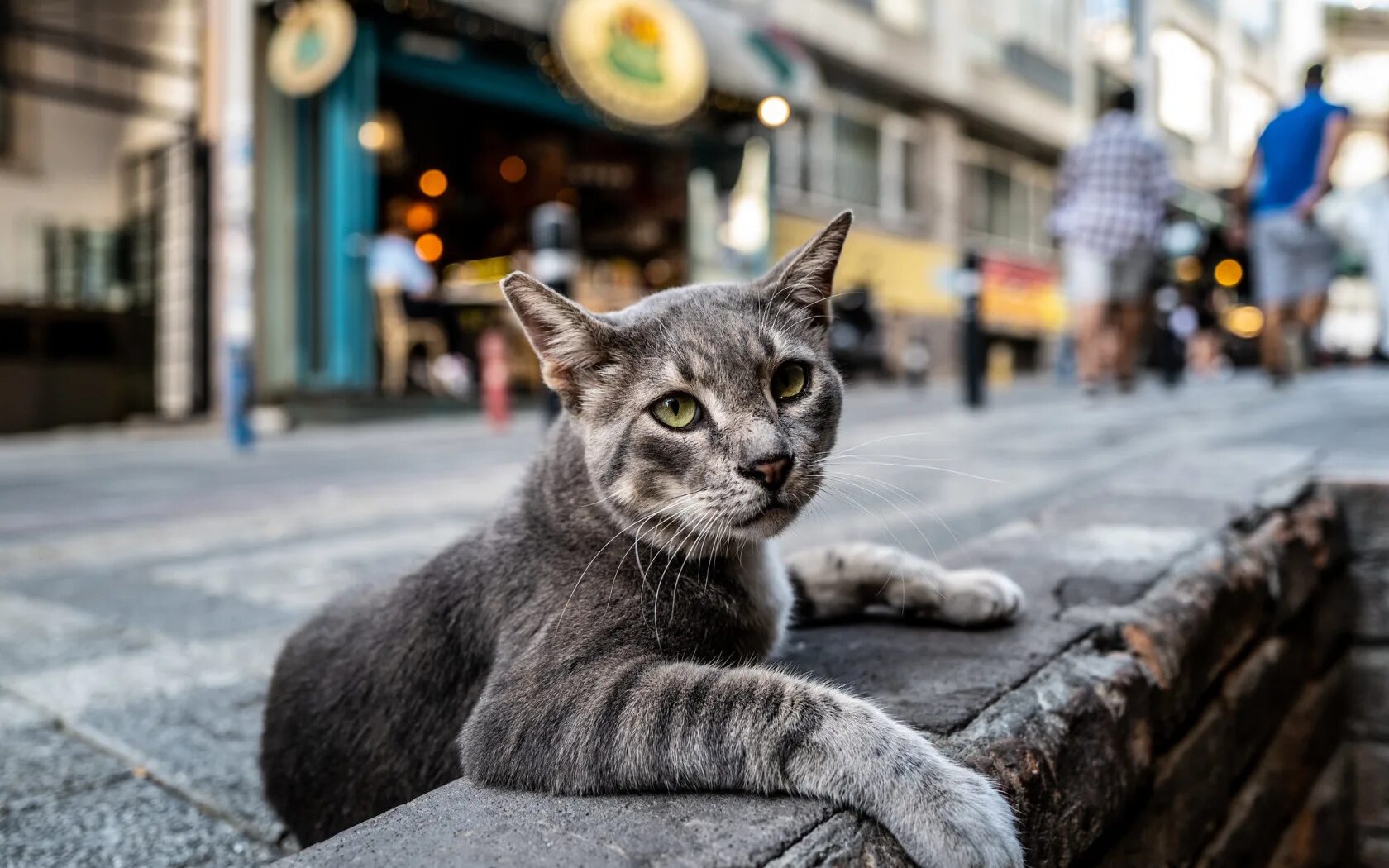 Котики ул свердлова 4 7 фото Скачать обои кот, улица, коте, раздел кошки в разрешении 1680x1050