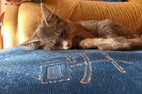 Котики ул свердлова 4 7 фото Пропала кошка объявления в вашем городе и области на сайте Pet911 - страница 7
