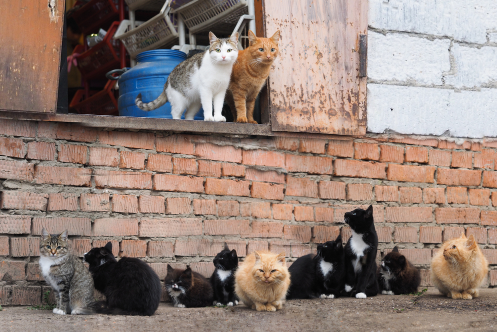 Котики ул свердлова 4 7 фото Коты оказались менее чуткими родителями, чем кошки. - Наука - ТАСС