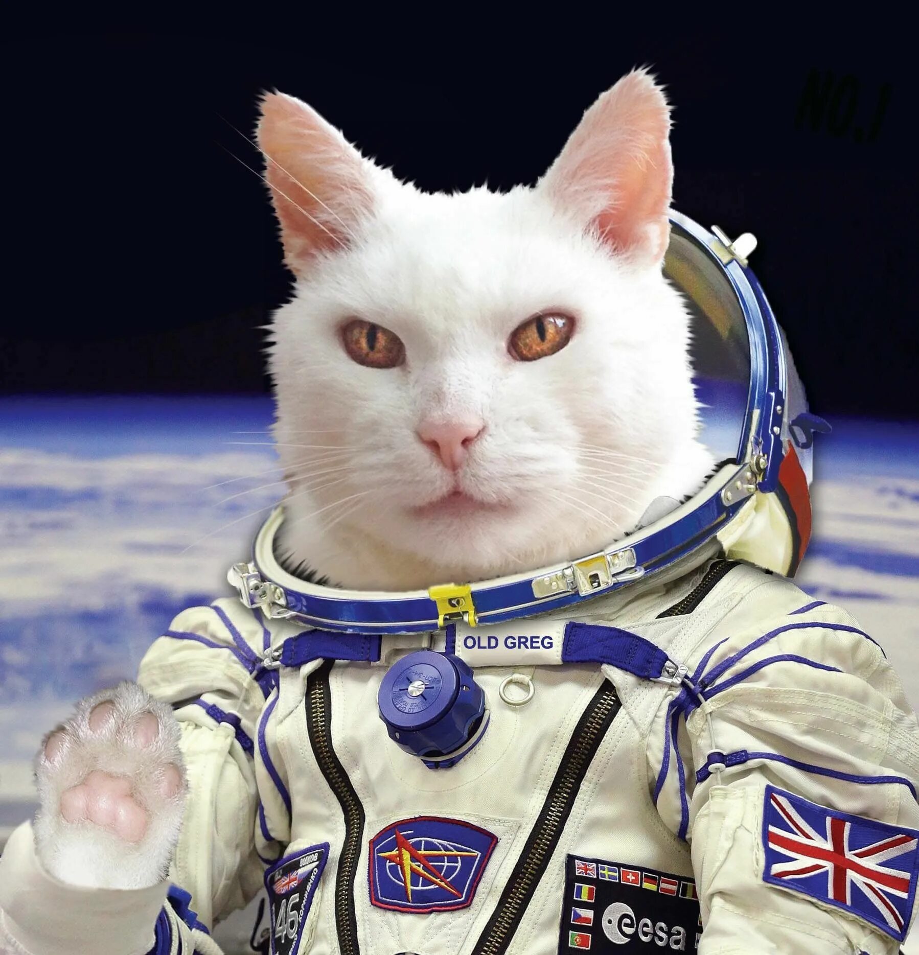 Котики в космосе фото Old Greg, white space cat. Space cat, Cats, Space suit