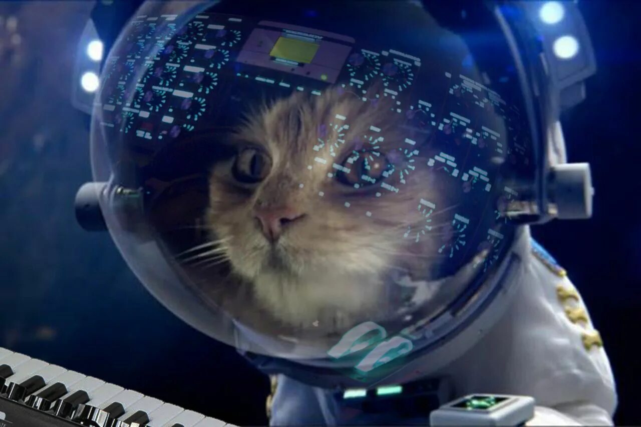 Котики в космосе фото 15XNK (1280 × 854) Cats, Space cat, Pizza cat