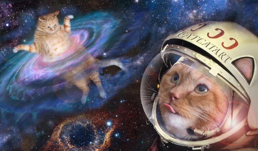 Котики в космосе фото Россиянам предлагают исполнить детскую мечту и отправиться в космос Blog Fiesta