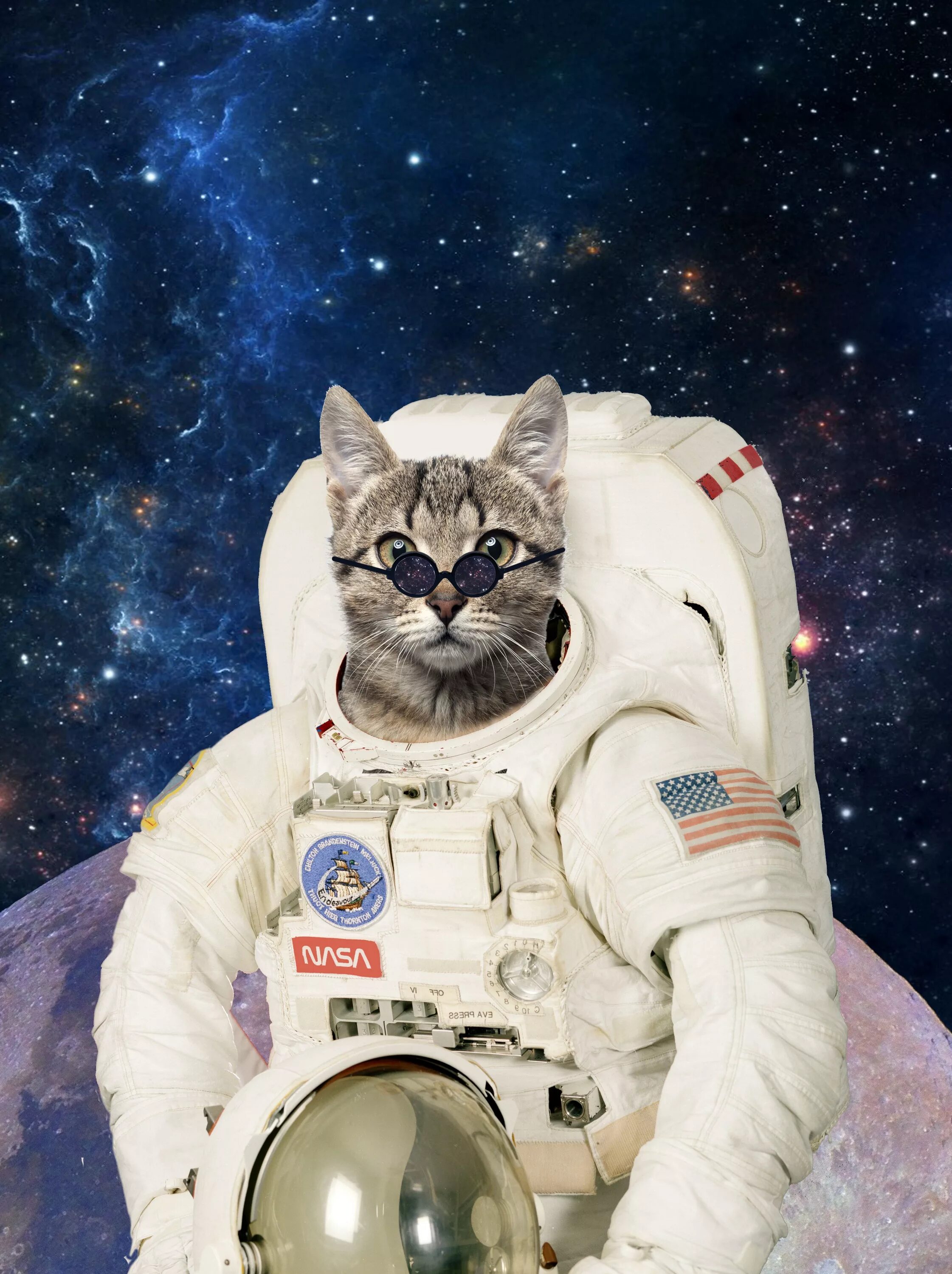 Котики в космосе фото Gato Astronauta. Cat posters, Cat cuddle, Cats