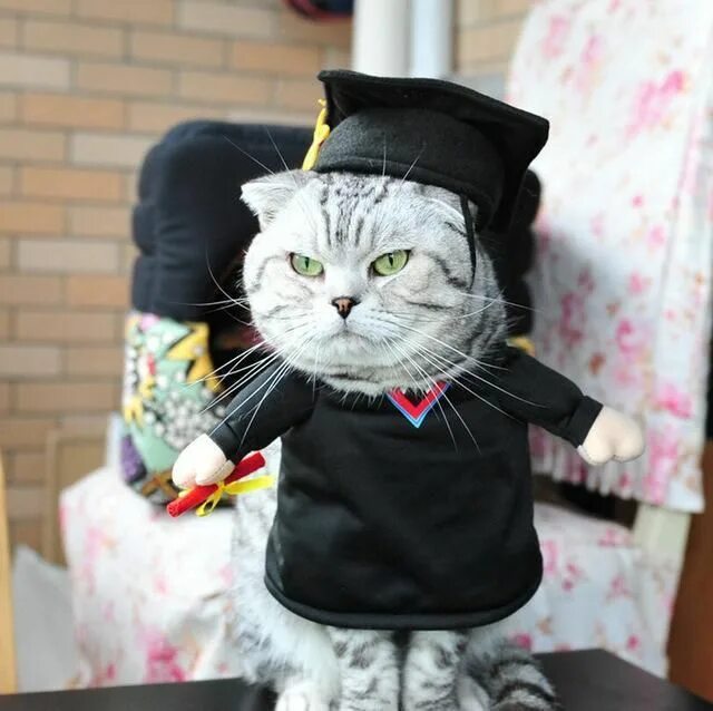Котики в костюмчиках фото Cat Halloween Costume Pet costumes for dogs, Pet costumes, Funny pet costumes