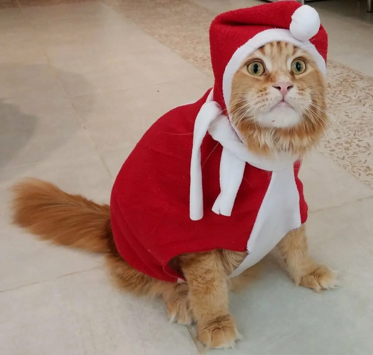 Котики в костюмчиках фото Новогодние костюмы для котов и кошек (подборка 12 милых фото) Животные Дзен