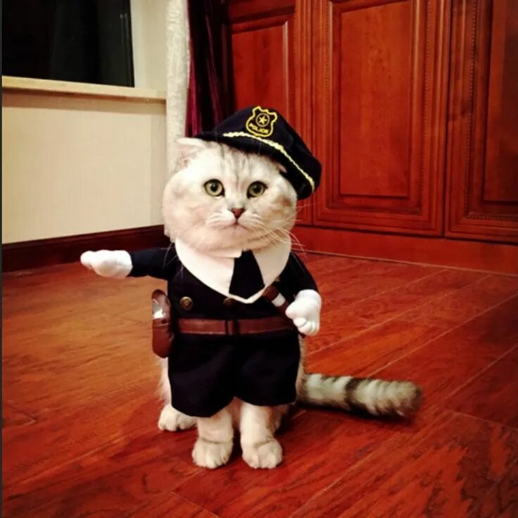 Котики в костюмчиках фото Top quality dog clothes pet cat dog suit dress Christmas Halloween funny pets tu
