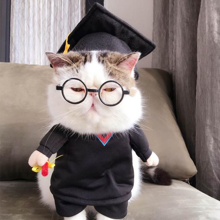 Котики в костюмчиках фото Graduate Pet Costume Pet costumes cat, Pet costumes, Kittens in costumes