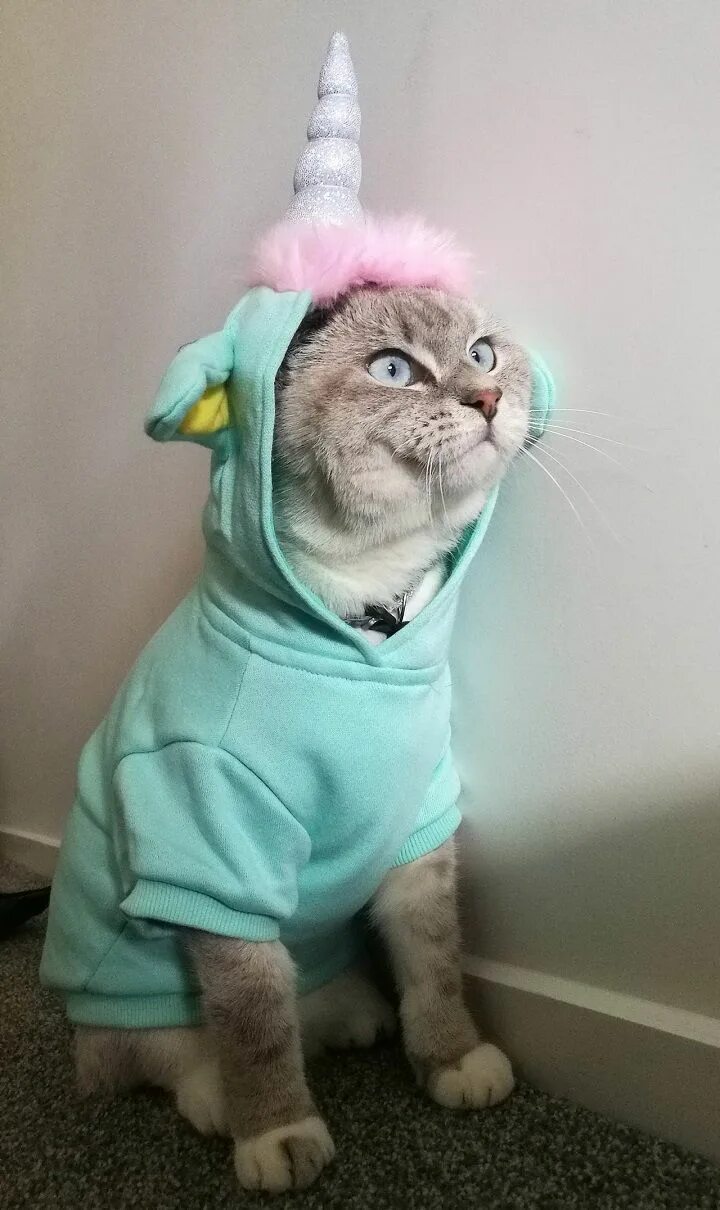Котики в костюмчиках фото gato-disfrazado-de-unicornio - Mi Gato es Único Ropa de gato, Disfraz para gato,