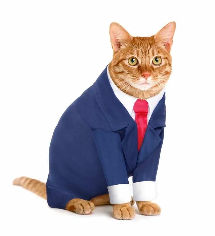 Котики в костюмчиках фото Кот в пиджаке и галстуке (28 фото) in 2024 Cat costumes, Cat costume kids, Cat h