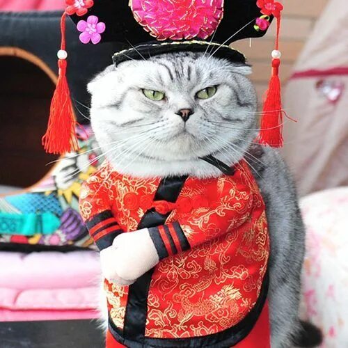 Котики в костюмчиках фото Cat Flower Crown - Lotus Pink - SUDDENLY CAT Cat halloween costume, Princess hal
