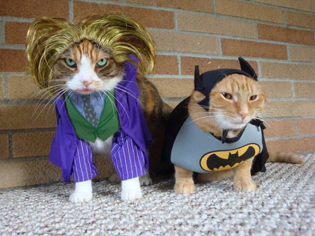 Котики в костюмчиках фото Collection of Funny Cat Memes 2019 Cute cats, Pet costumes, Pet halloween costum