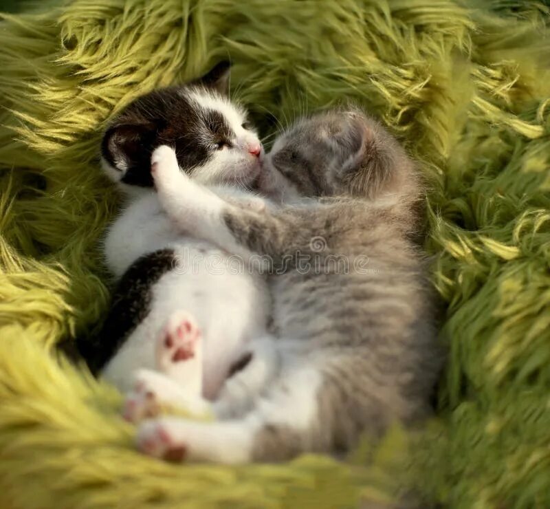 Котики в обнимку фото Cat with Two Kittens Outdoors Stock Photo - Image of gray, kitten: 114617920