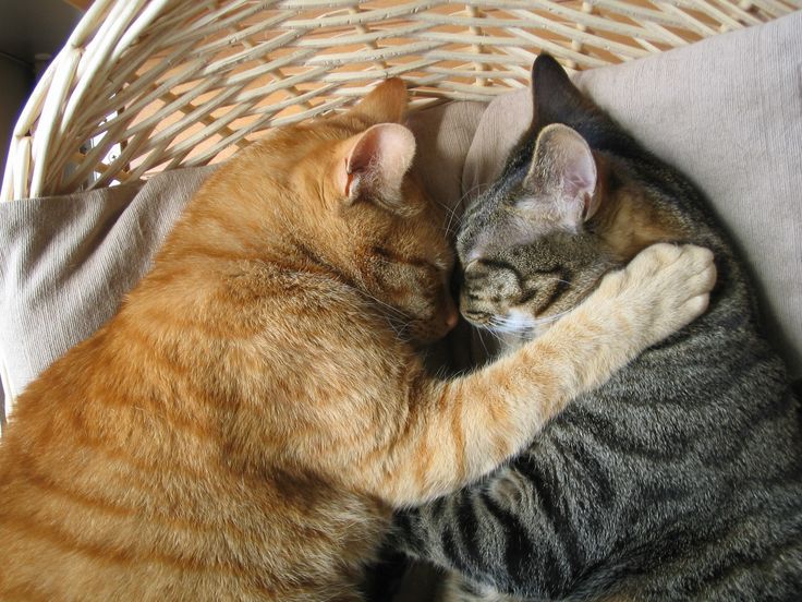 Котики в обнимку фото Cómo cuidar a un gato común europeo Gatos, Fotografía animal, Felinos