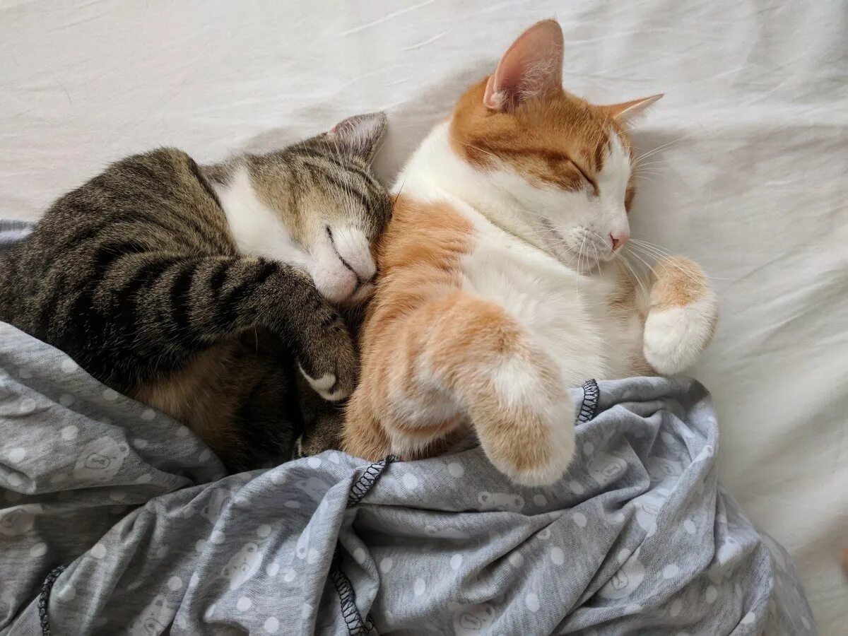 Котики в обнимку фото Обнимающиеся котики картинки - 62 фото