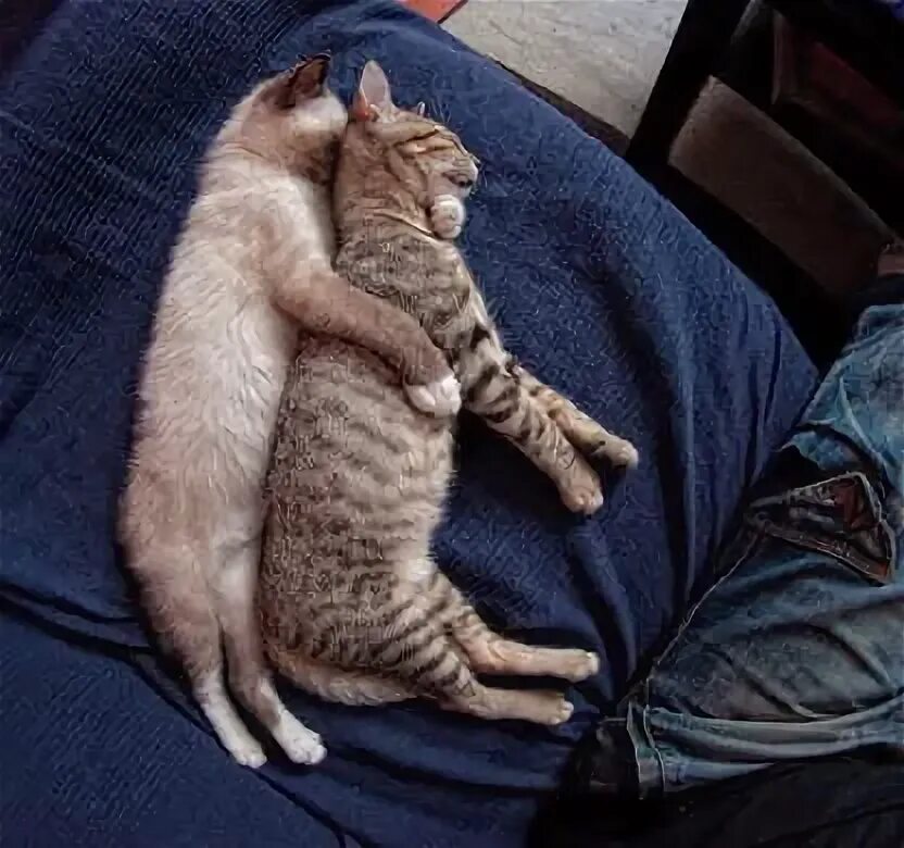 Котики в обнимку фото The 25 Most Awkward Cat Sleeping Positions Cat sleeping, Cat couple, Cute cats