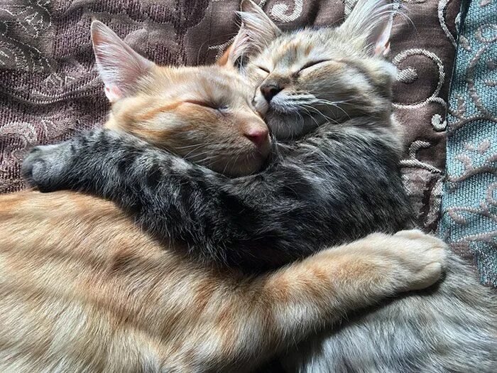 Котики в обнимку фото These Two Kittens Are So In Love, They Cannot Hold Their Feelings Anymore Cute c