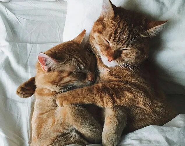 Котики в обнимку фото Estos gatitos (hermanos e inseparables) van a alegrarte el día Perros, gatos y o