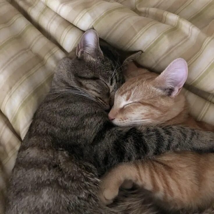 Котики в обнимку фото Adopted Boba and Jango separately 4 days ago and now look at them http://ift.tt/