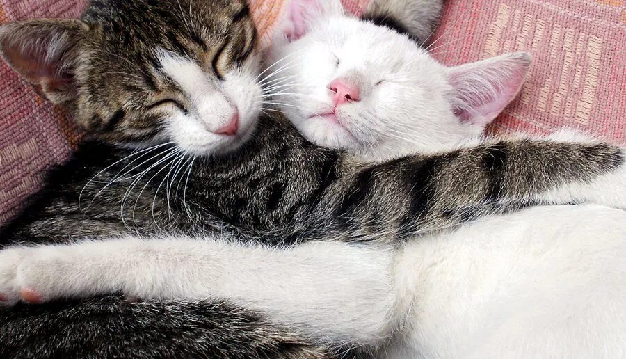 Котики в обнимку фото Анонс новинки (проиллюстрировано котиками)! - БлогНата Лакомка
