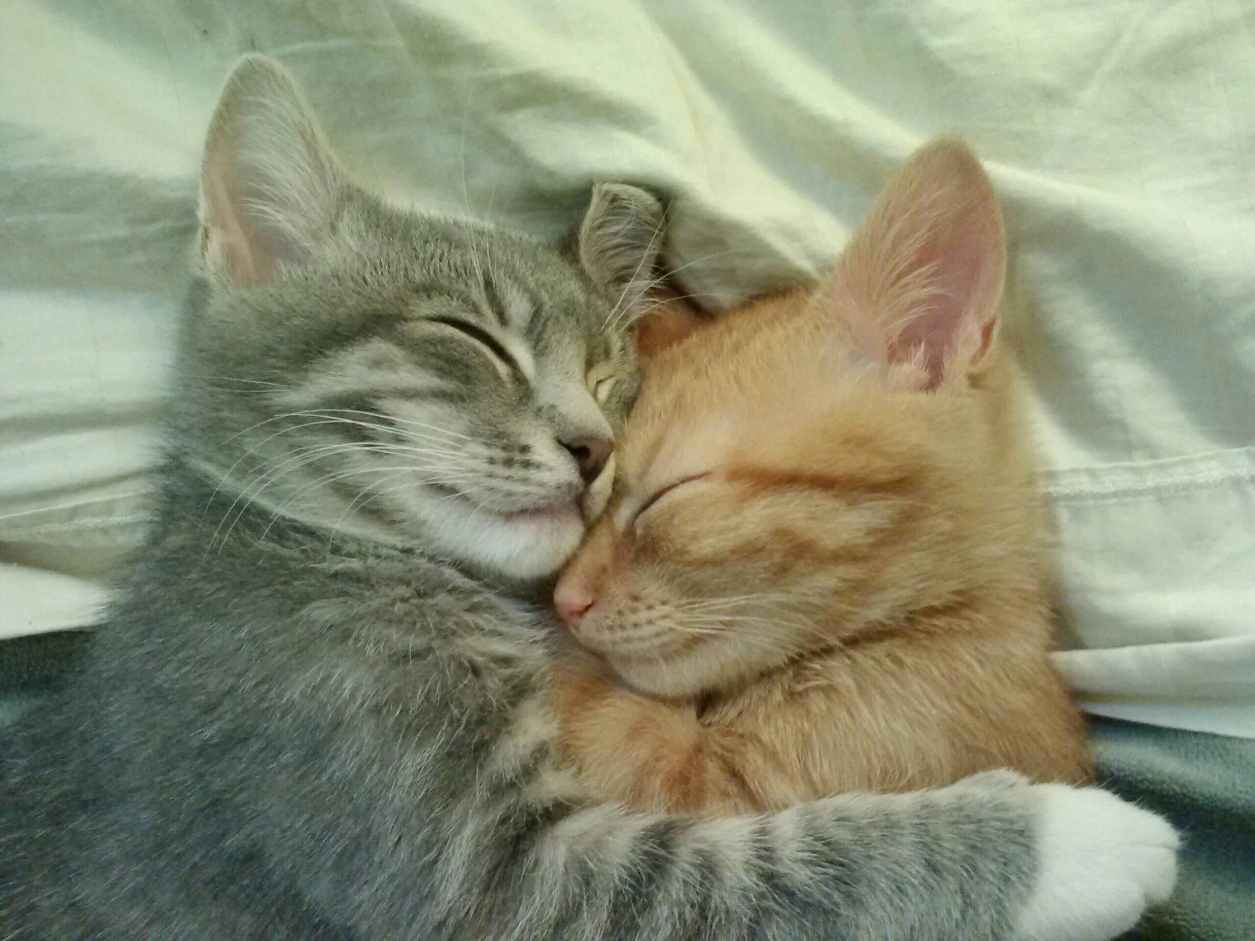 Котики в обнимку фото Parents just took in two kittens. Suffice to say, they are getting along. - Imgu