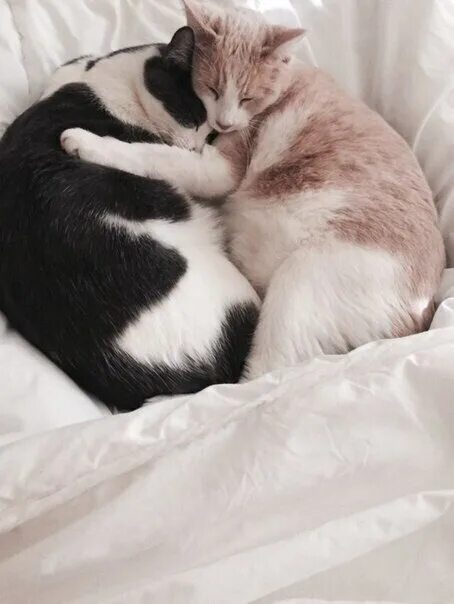 Котики в обнимку фото Берегите своих мур-мур
