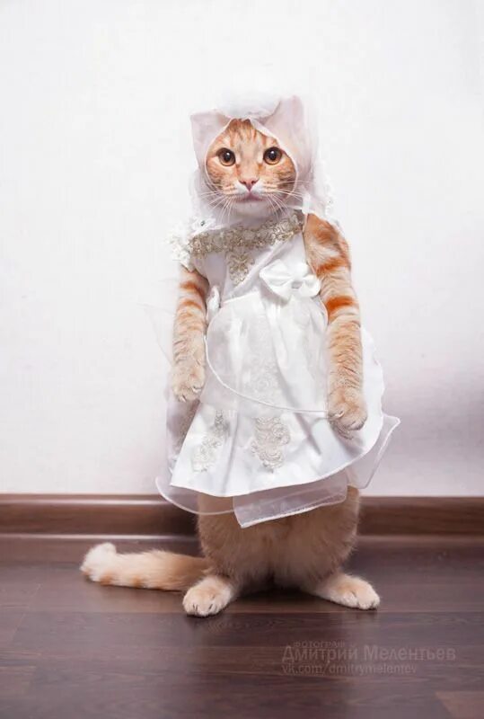 Котики в одежде фото cat bride wedding cat white dress mariage in 2024 Cute cats, Kitten pictures, Cu