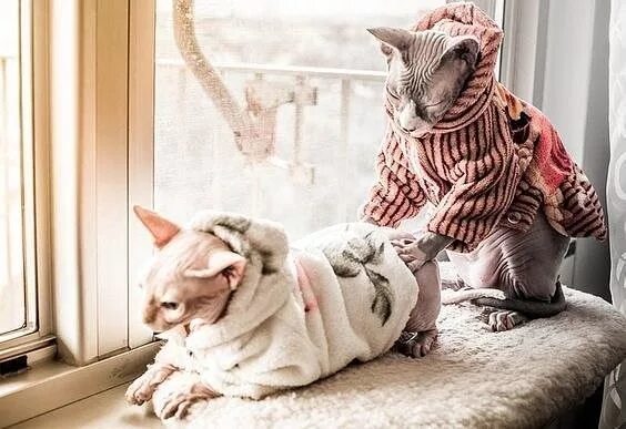 Котики в одежде фото Массажик! Интересный контент в группе Домашние любимцы Sphynx cat, Sphinx cat, C